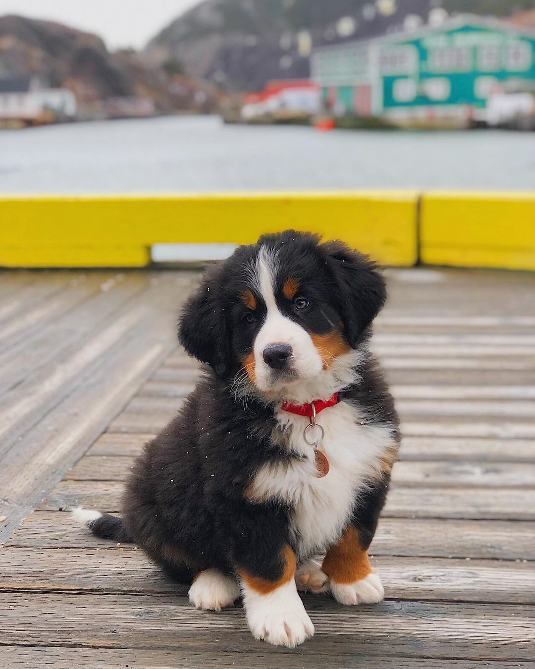 Bernese Mountain Dog puppies for sale