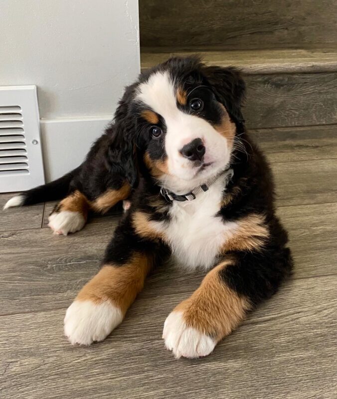 Bernese Mountain Dog puppies for sale