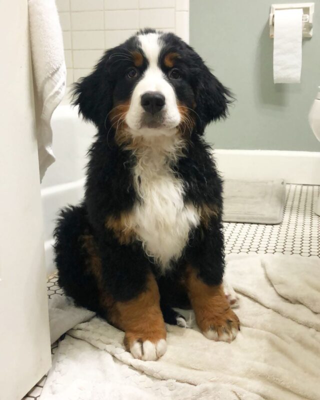 Bernese Mountain Dog puppies for sale