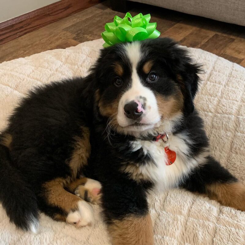 Bernese Mountain Dog puppies for sale