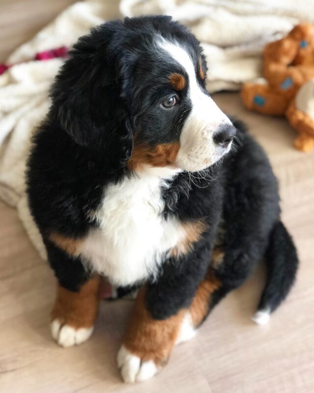 Bernese Mountain Dog puppies for sale