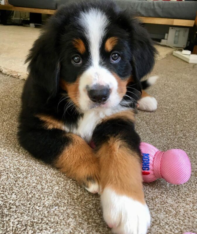 Bernese Mountain Dog puppies for sale